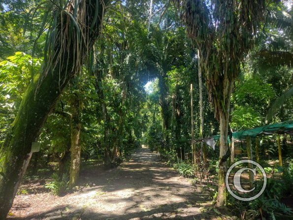 Jardin Botanico 1