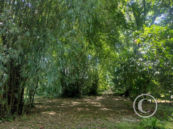 Jardin Botanico 2