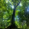 Jardin Botanico 4