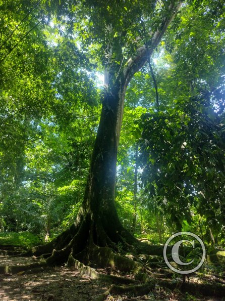 Jardin Botanico 4