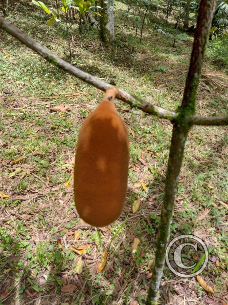 Monte Alto Mariposario - Cacao 21