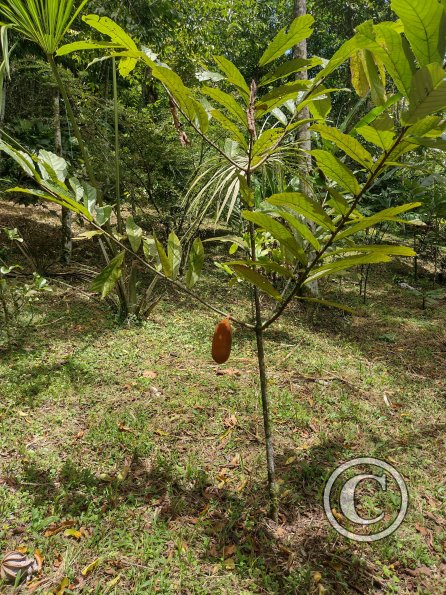 Monte Alto Mariposario - Cacao tree 20