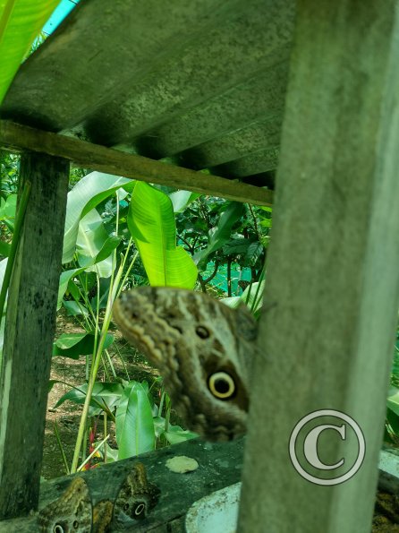 Monte Alto Mariposario 10