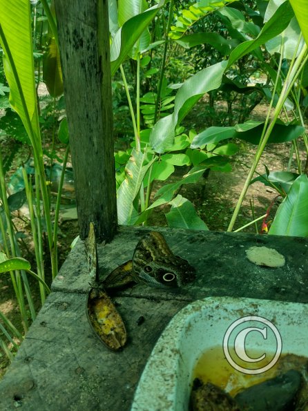 Monte Alto Mariposario 11