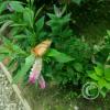 Monte Alto Mariposario 12