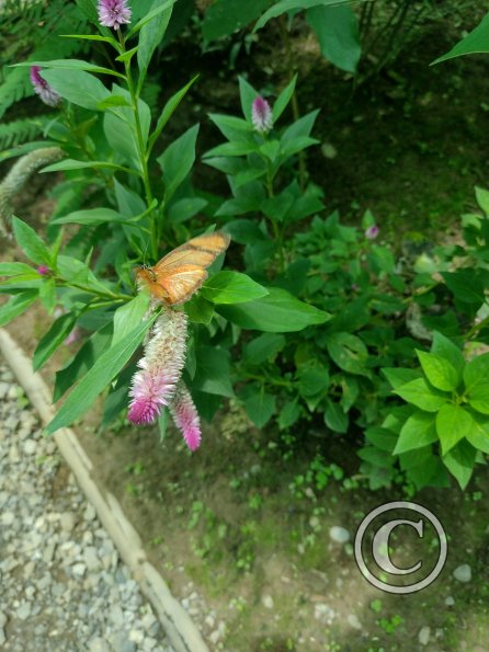 Monte Alto Mariposario 12