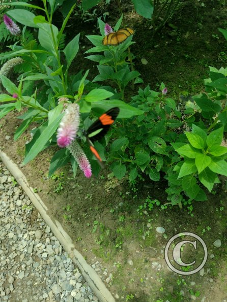 Monte Alto Mariposario 13