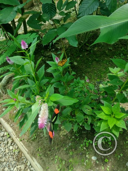Monte Alto Mariposario 14