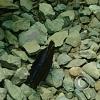 Monte Alto Mariposario 15