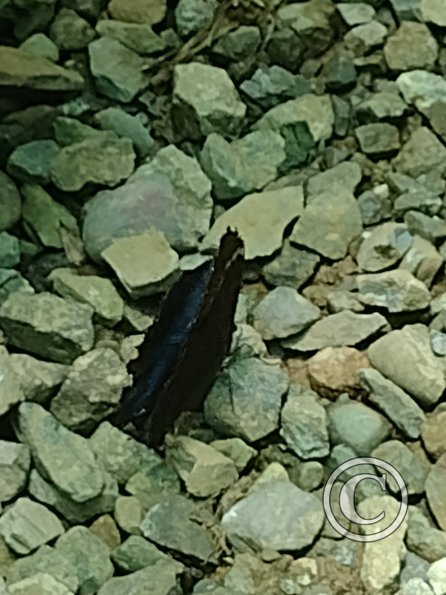 Monte Alto Mariposario 15