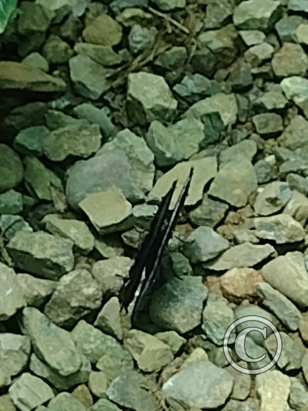 Monte Alto Mariposario 16