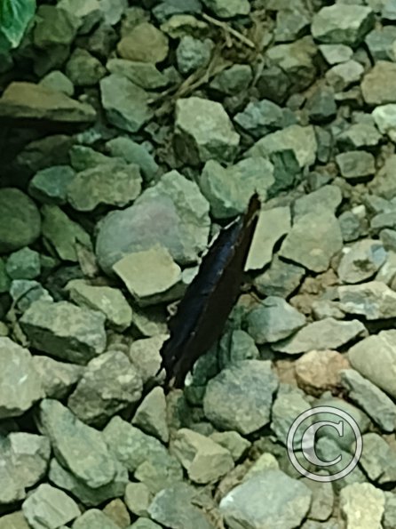 Monte Alto Mariposario 18