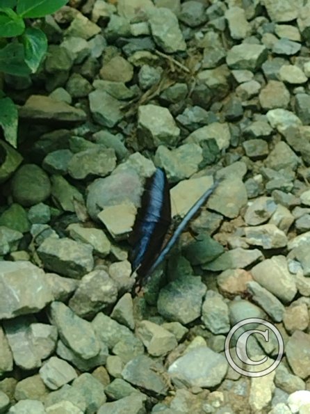 Monte Alto Mariposario 19