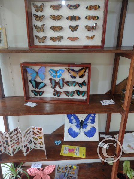 Monte Alto Mariposario 2