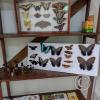 Monte Alto Mariposario 3