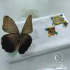 Monte Alto Mariposario 6