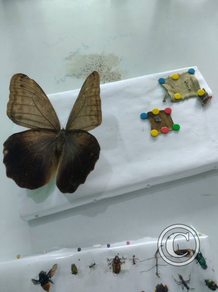 Monte Alto Mariposario 6