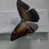 Monte Alto Mariposario 7