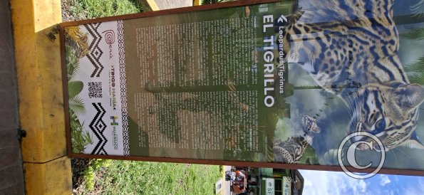 Plaza de Armas - central linear park (16)