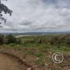 Between Juanjui and Tingo de Saposoa (5)