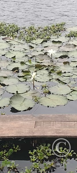 Laguna El Oconal (4)
