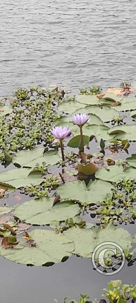 Laguna El Oconal (5)