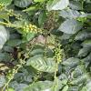coffee tree (2)