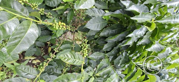coffee tree (2)