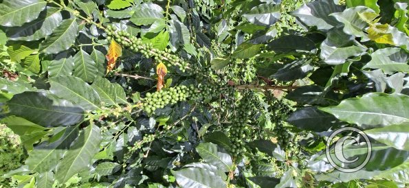 coffee tree (3)