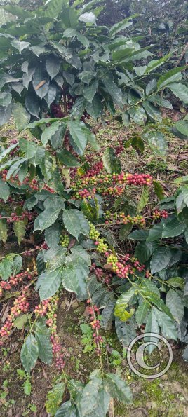 coffee tree