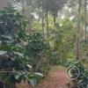 coffee trees (2)