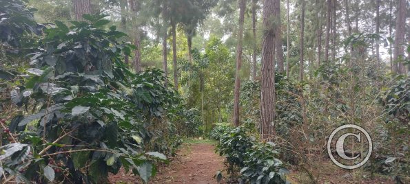 coffee trees (2)