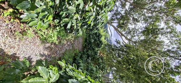 coffee trees (3)