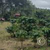 coffee trees