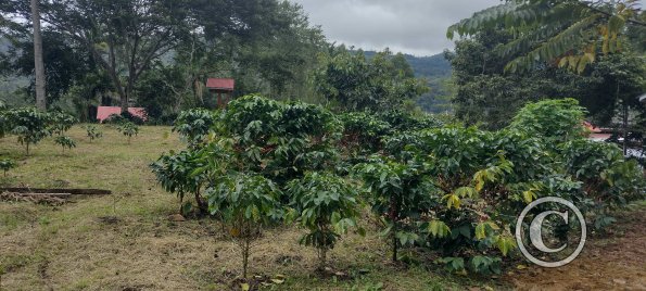 coffee trees
