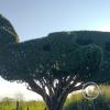 Airplane Tree at Alfonso Ugarte and Angamos