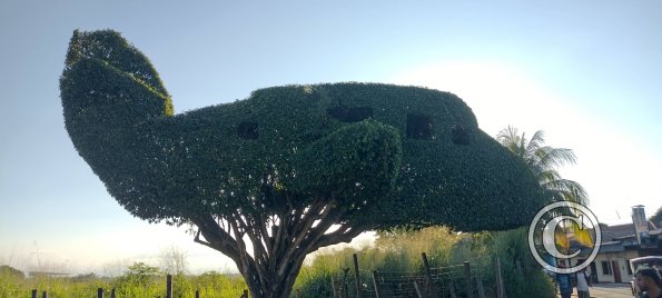 Airplane Tree at Alfonso Ugarte and Angamos