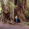 big-cedar-tree---cheryl_18105957372_o