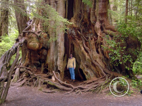 big-cedar-tree---cheryl_18105957372_o
