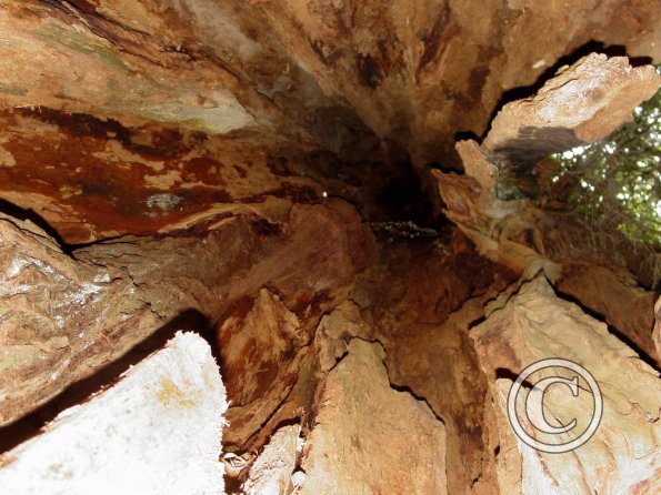 big-cedar-tree---looking-up-inside-the-trunk_17486819974_o