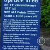 biggest-spruce---about_17486828764_o