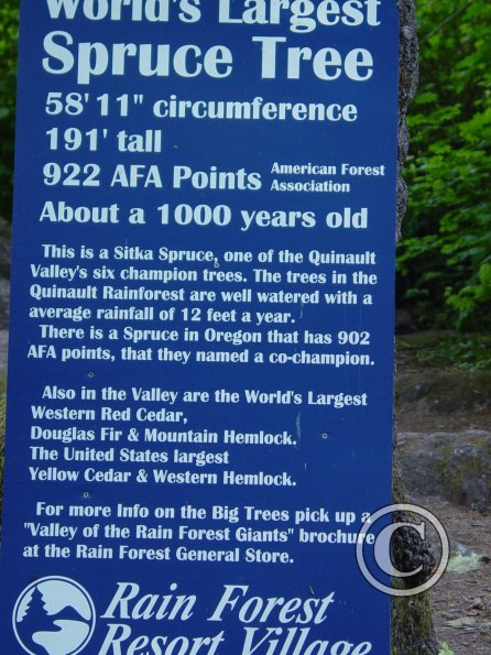 biggest-spruce---about_17486828764_o