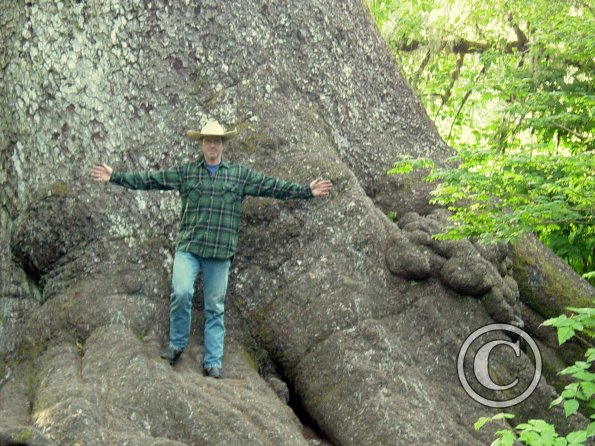 biggest-spruce---chip_17923228329_o