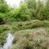 biggest-spruce---trail-2_17923236029_o