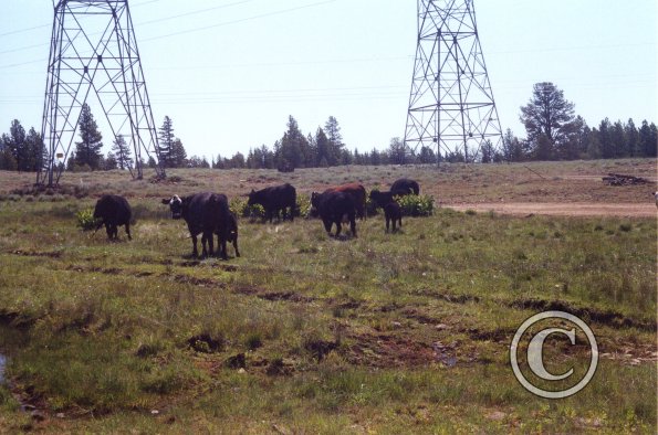 cows-at-powerline-road2