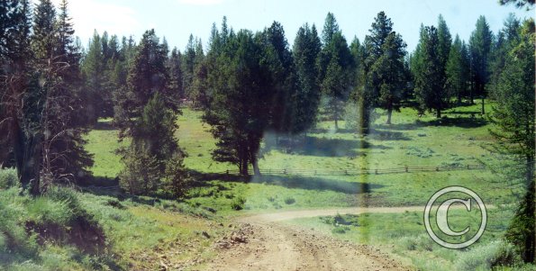 meadow2