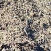 snake2