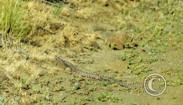 snake