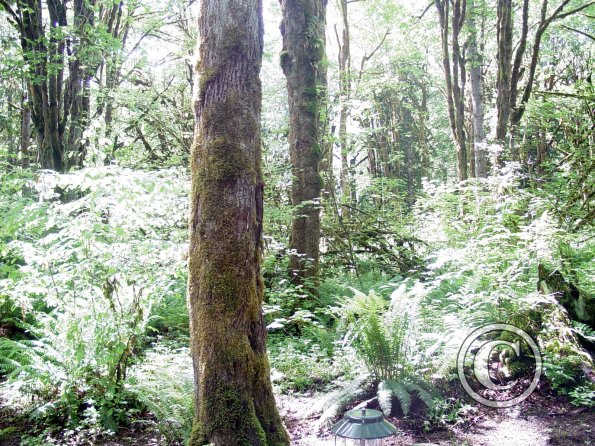 lena-creek-campground-3_18109655895_o