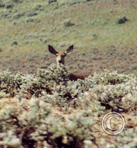 deer2_17920174600_o